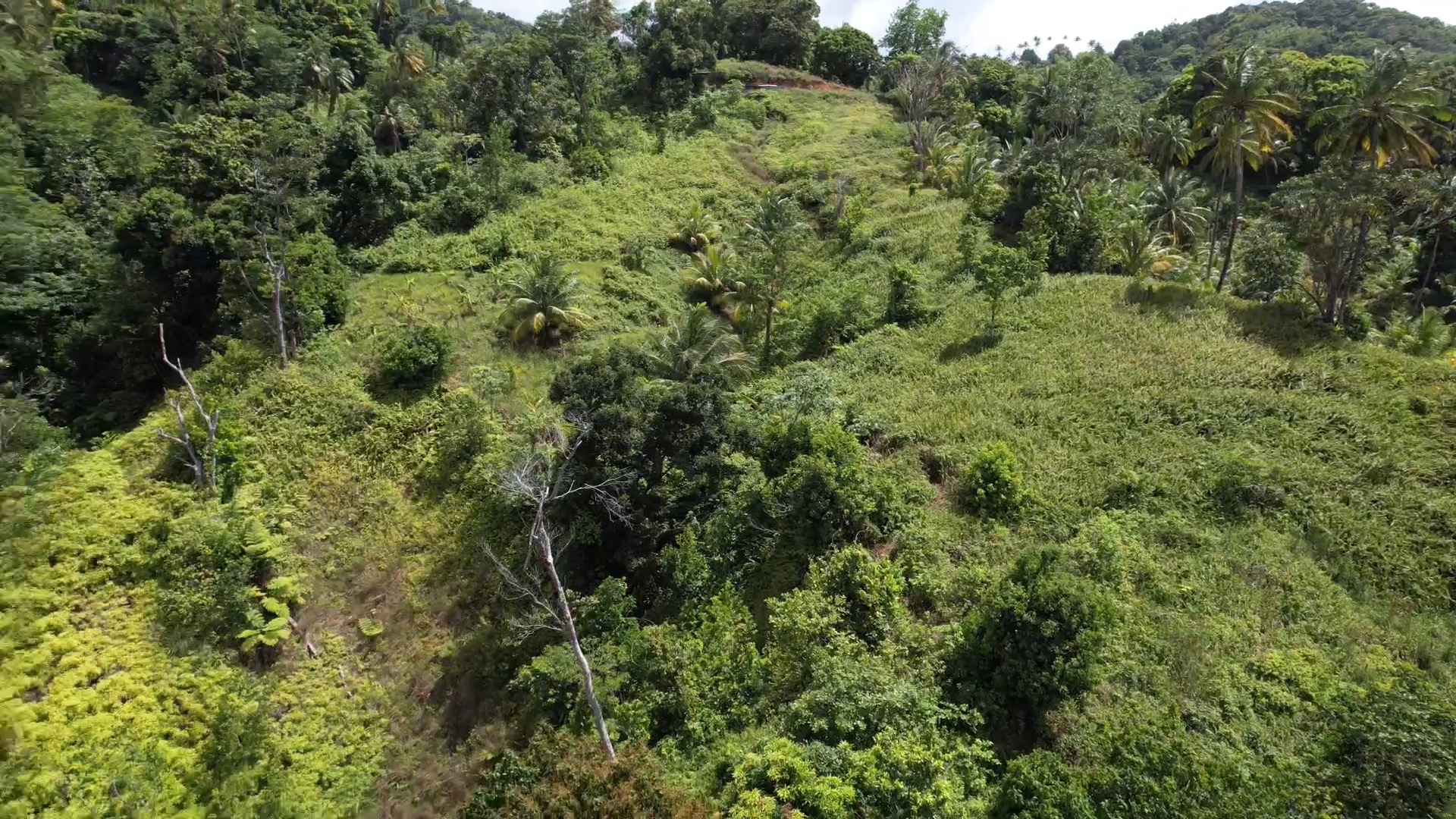 Agricultural land for sale in Marc - Castries