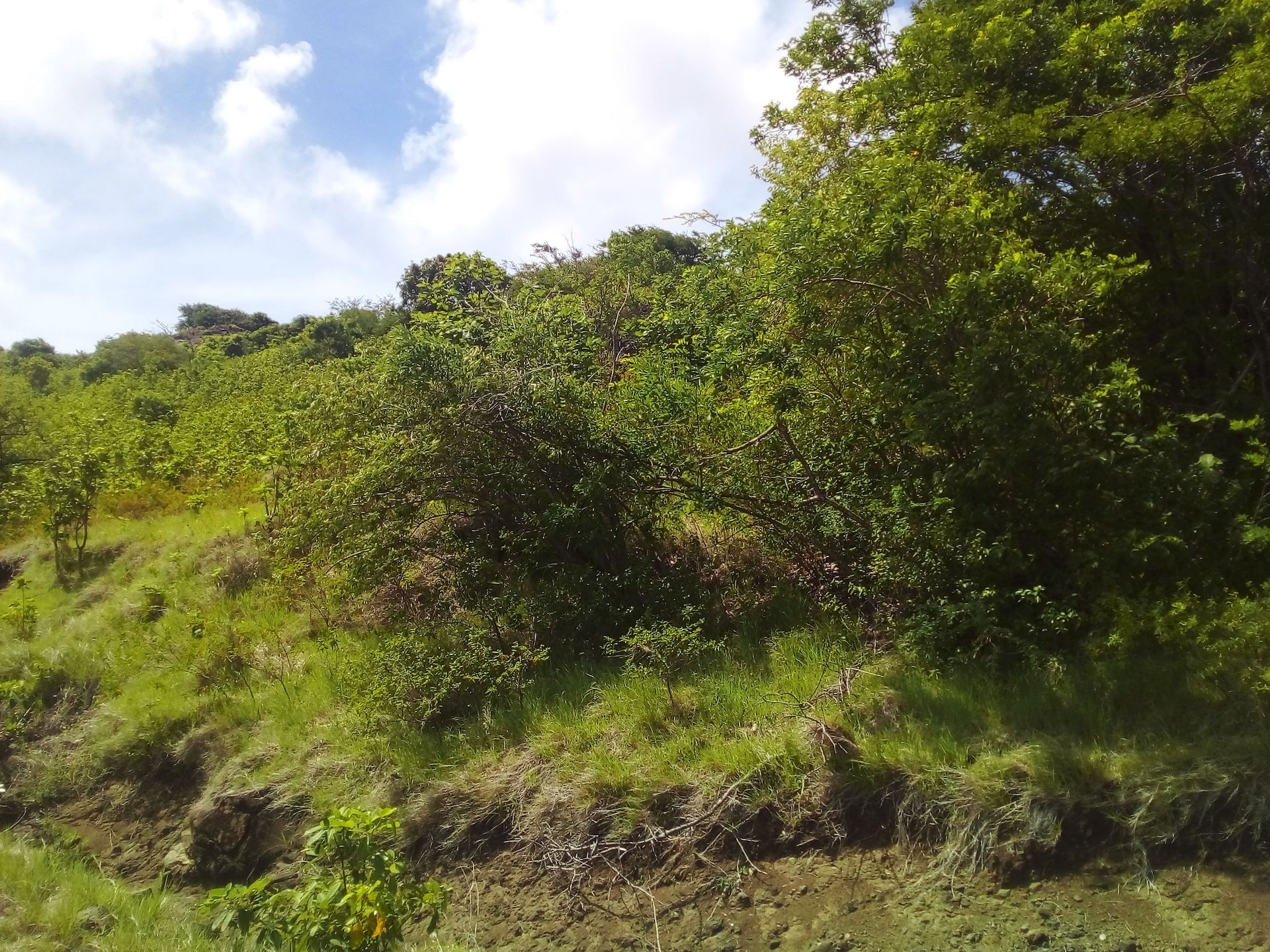 70 Acres of Land for Sale in Dauphin 7