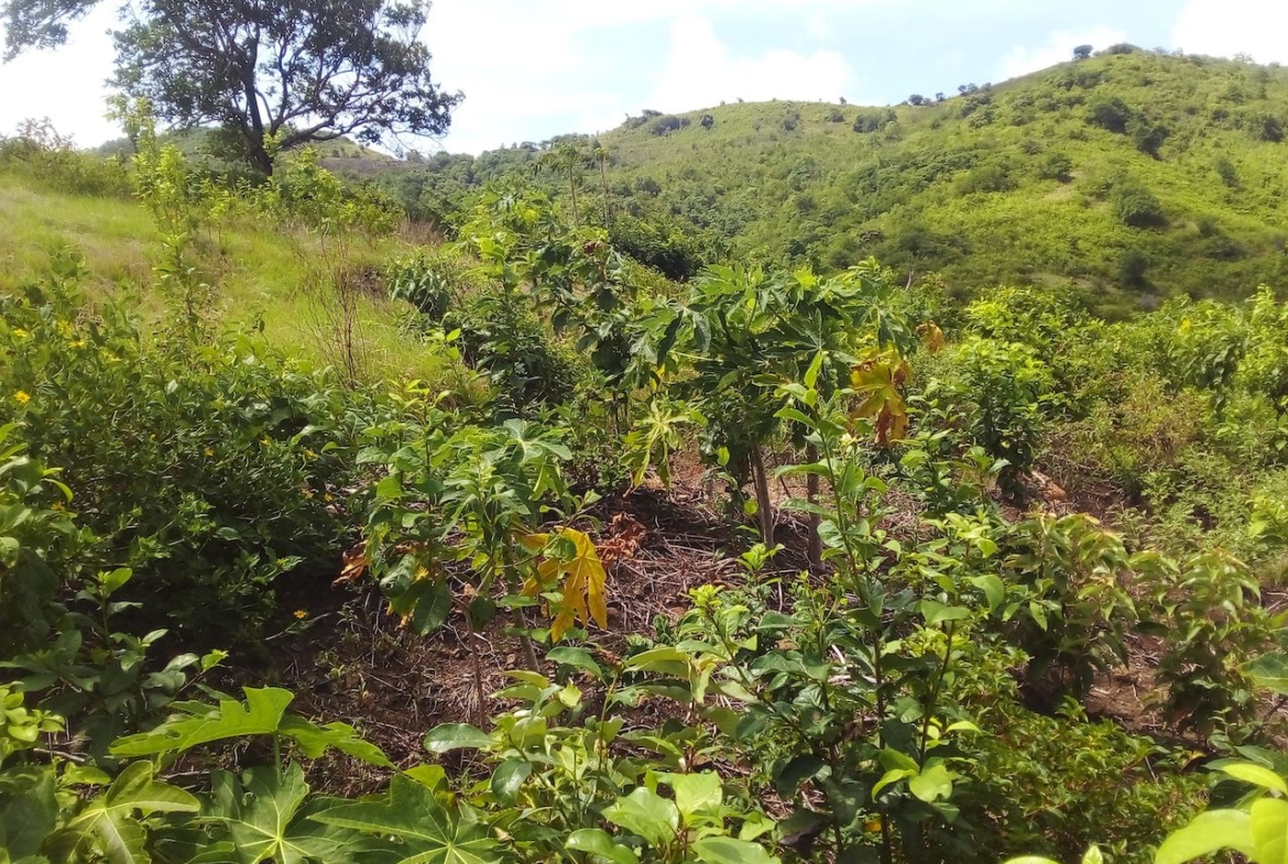 46 acres of property for sale near Dauphin River - Saint Lucia