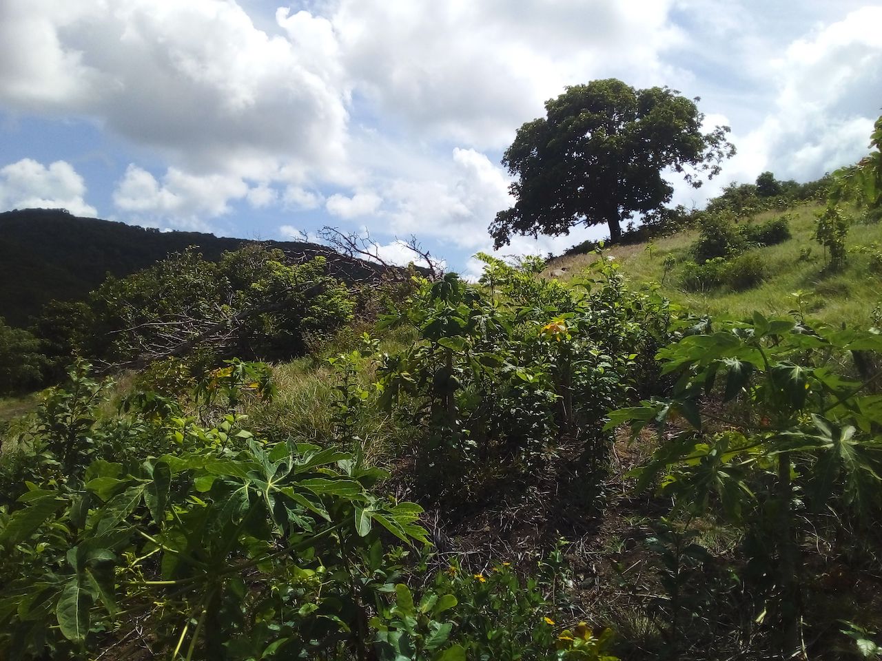 46 acres of property for sale near Dauphin River - Gros Islet
