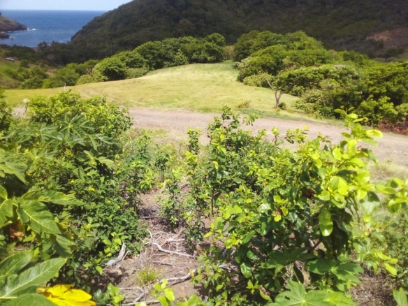 46 acres investment Land for sale near Dauphin River - Gros Islet
