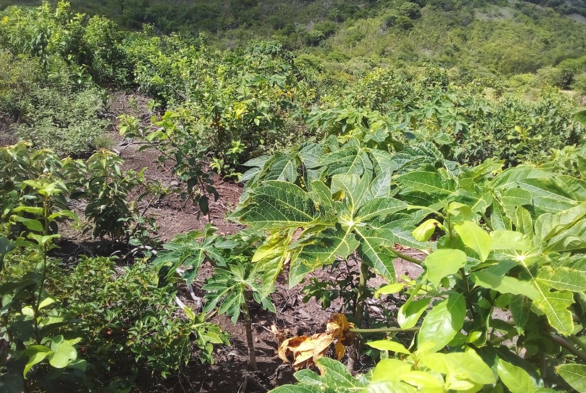 46 acres Development Land for sale near Dauphin River - Gros Islet