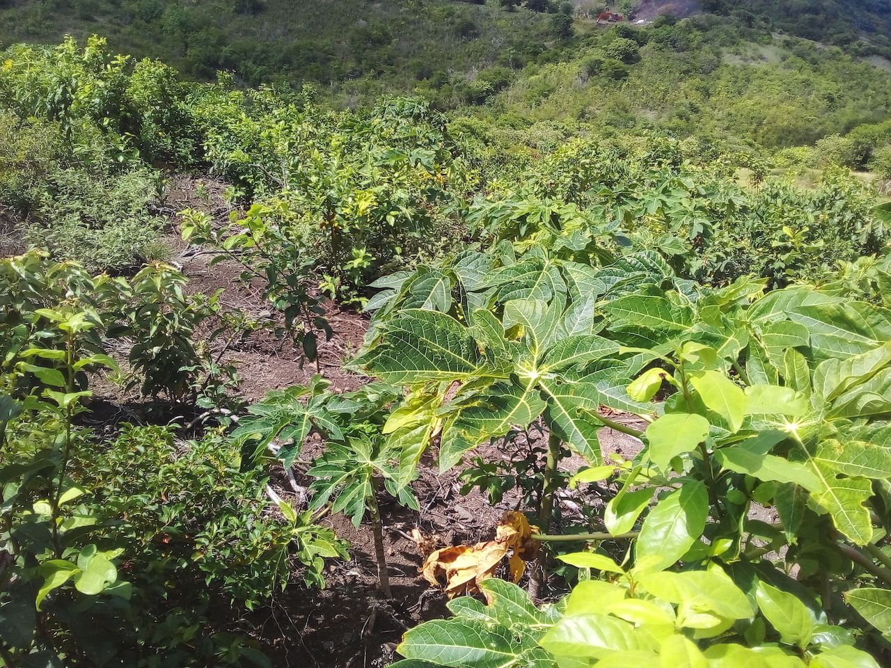 46 acres Development Land for sale near Dauphin River - Gros Islet