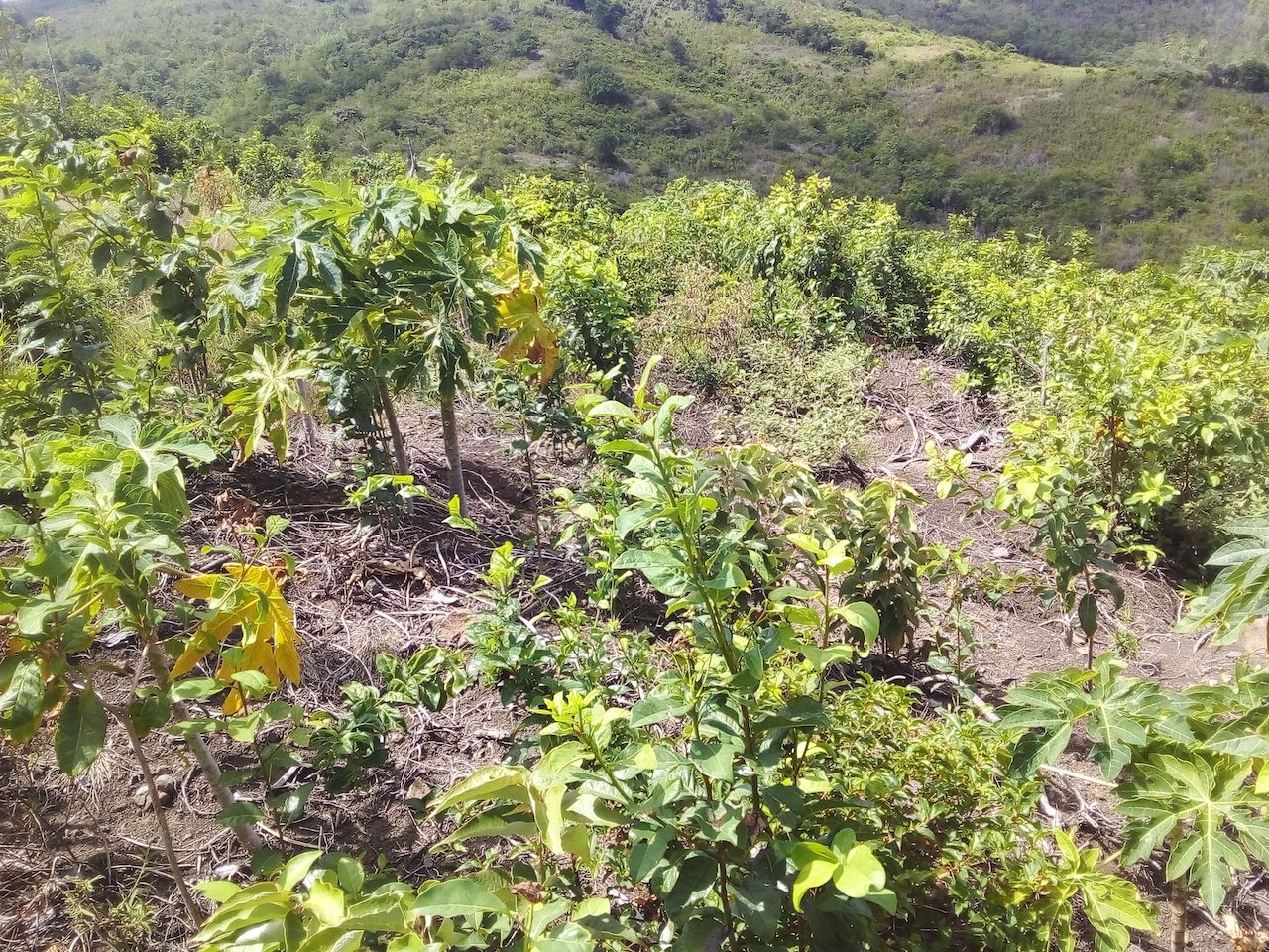 46 acres Development Land for sale near Dauphin River - Saint Lucia