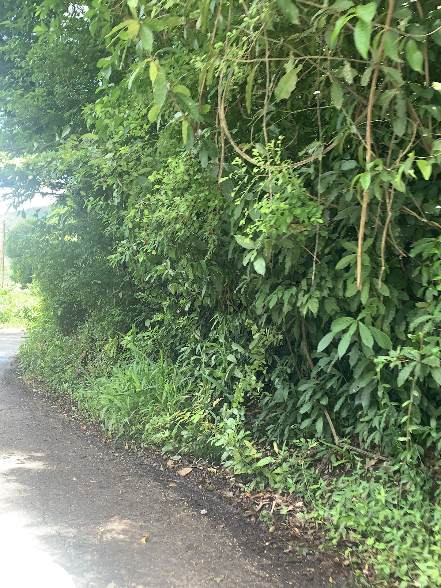 Residential Land for Sale in Marigot Bay