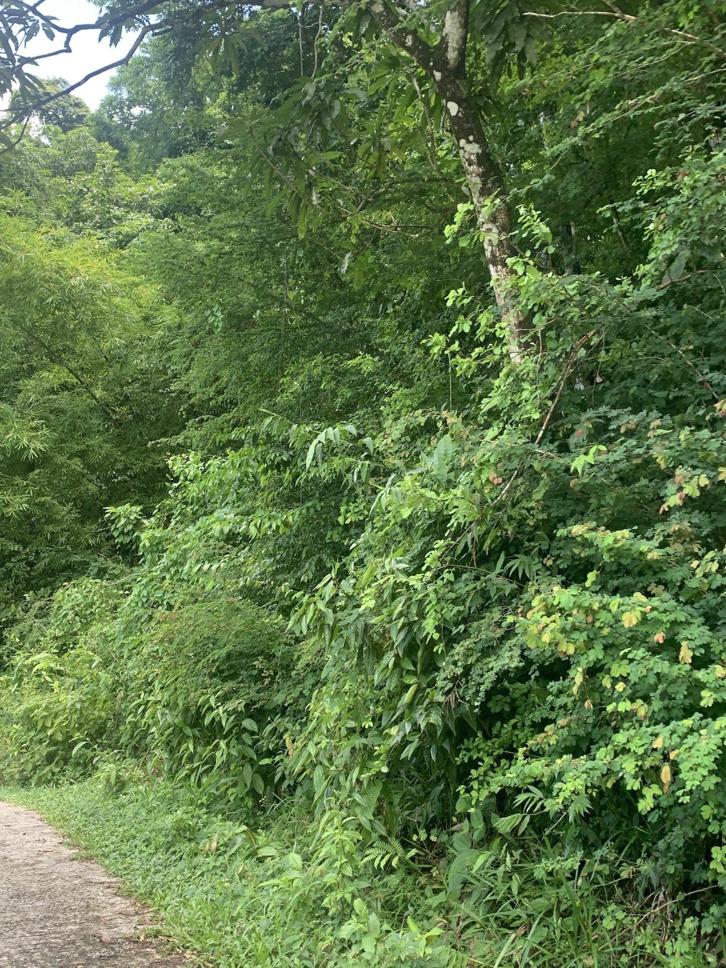 Sea View Land for Sale in Marigot Bay