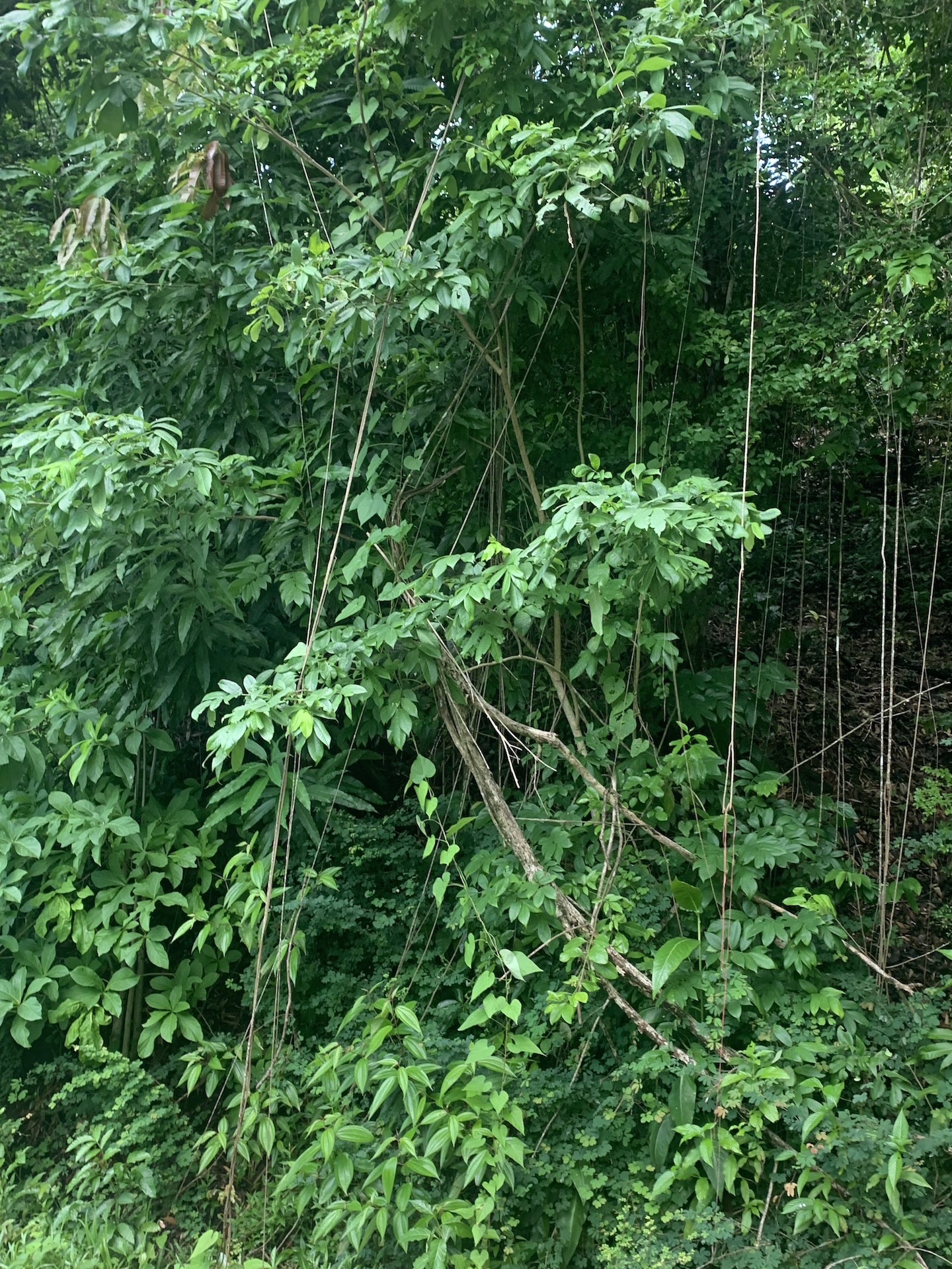 Land for Sale to build a home on in Marigot Bay