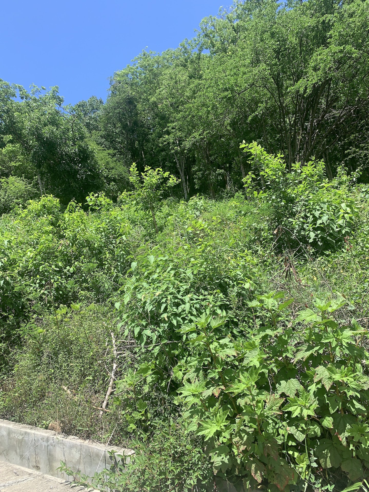 16,000 Plus Sq Ft of Land for Sale In Beausejour, Gros Islet For Sale