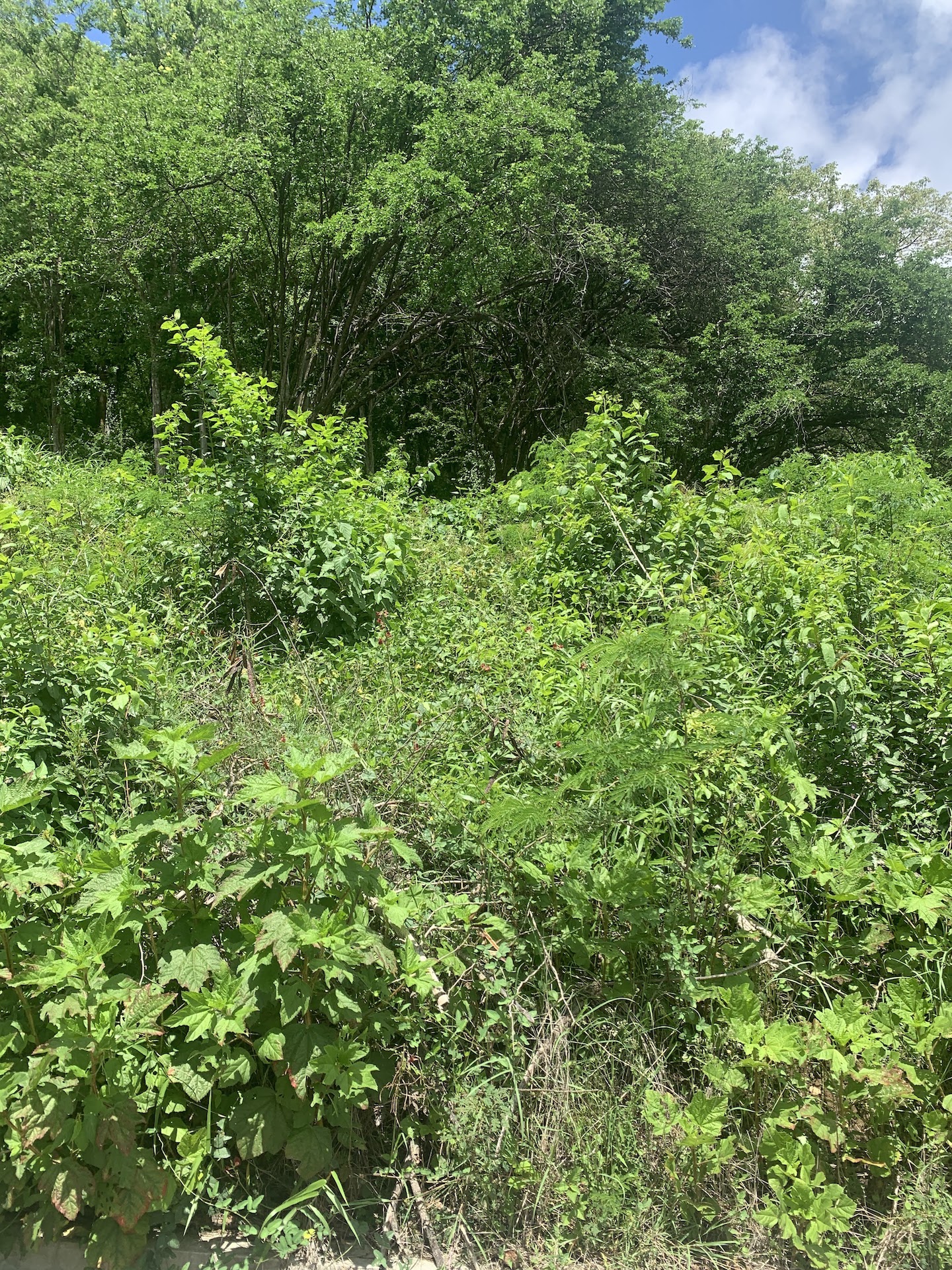 16,000 Plus Sq Ft of Land for Sale In Beausejour