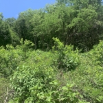 16,000 Plus Sq Ft of Land for Sale In Gros Islet