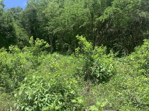 16,000 Plus Sq Ft of Land for Sale In Gros Islet