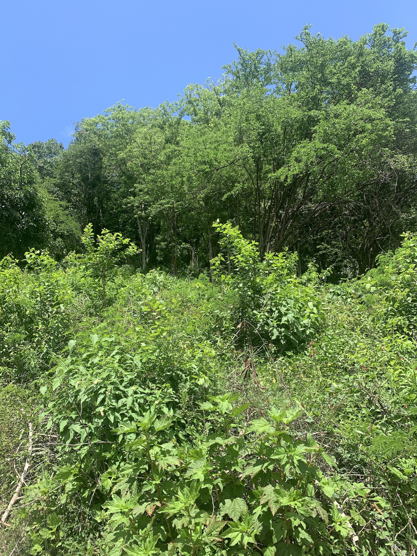 16,000 Plus Sq Ft of Land for Sale In Gros Islet