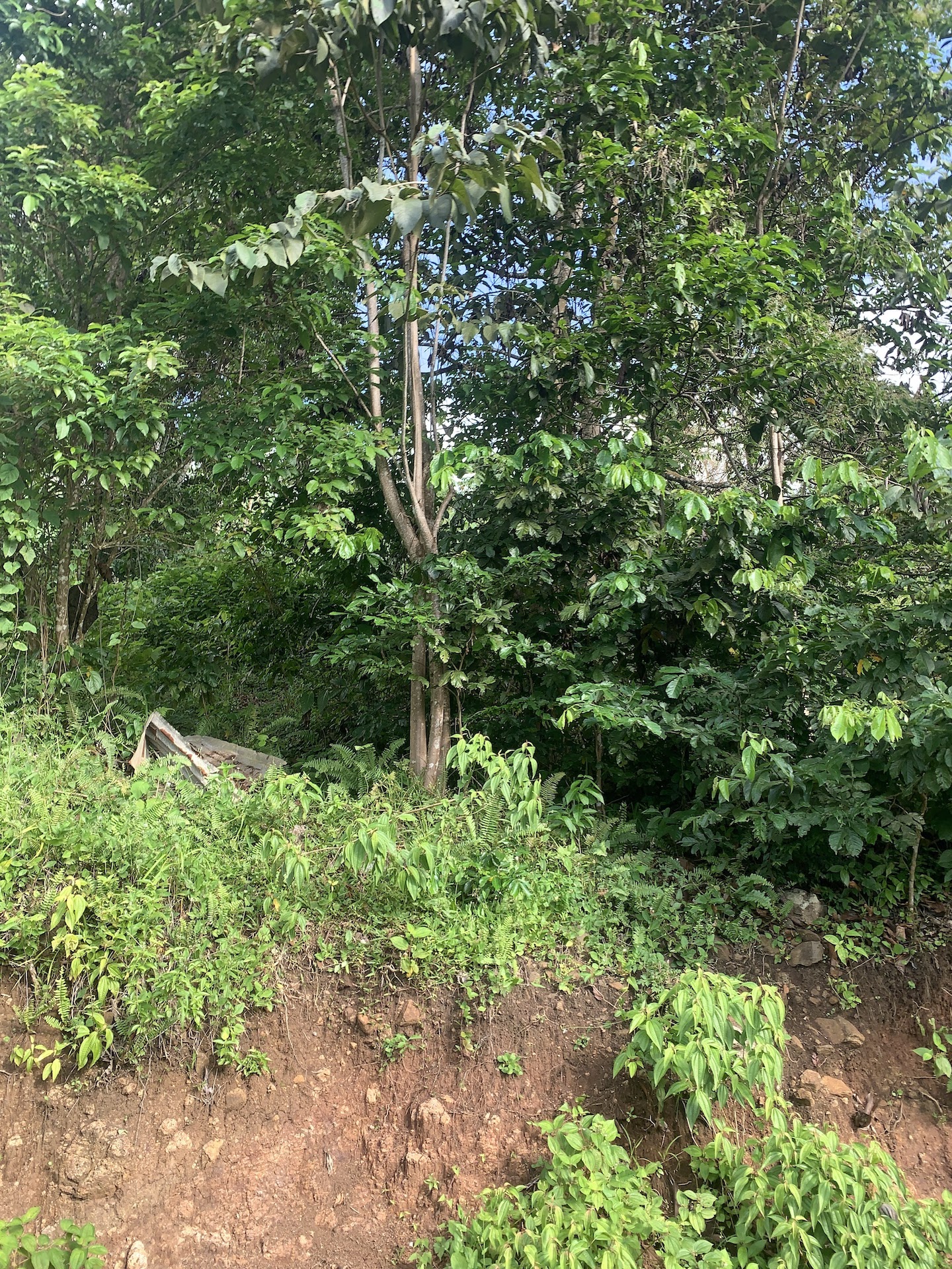 Satellite view of Land for sale in Desrameaux, Gros Islet 8