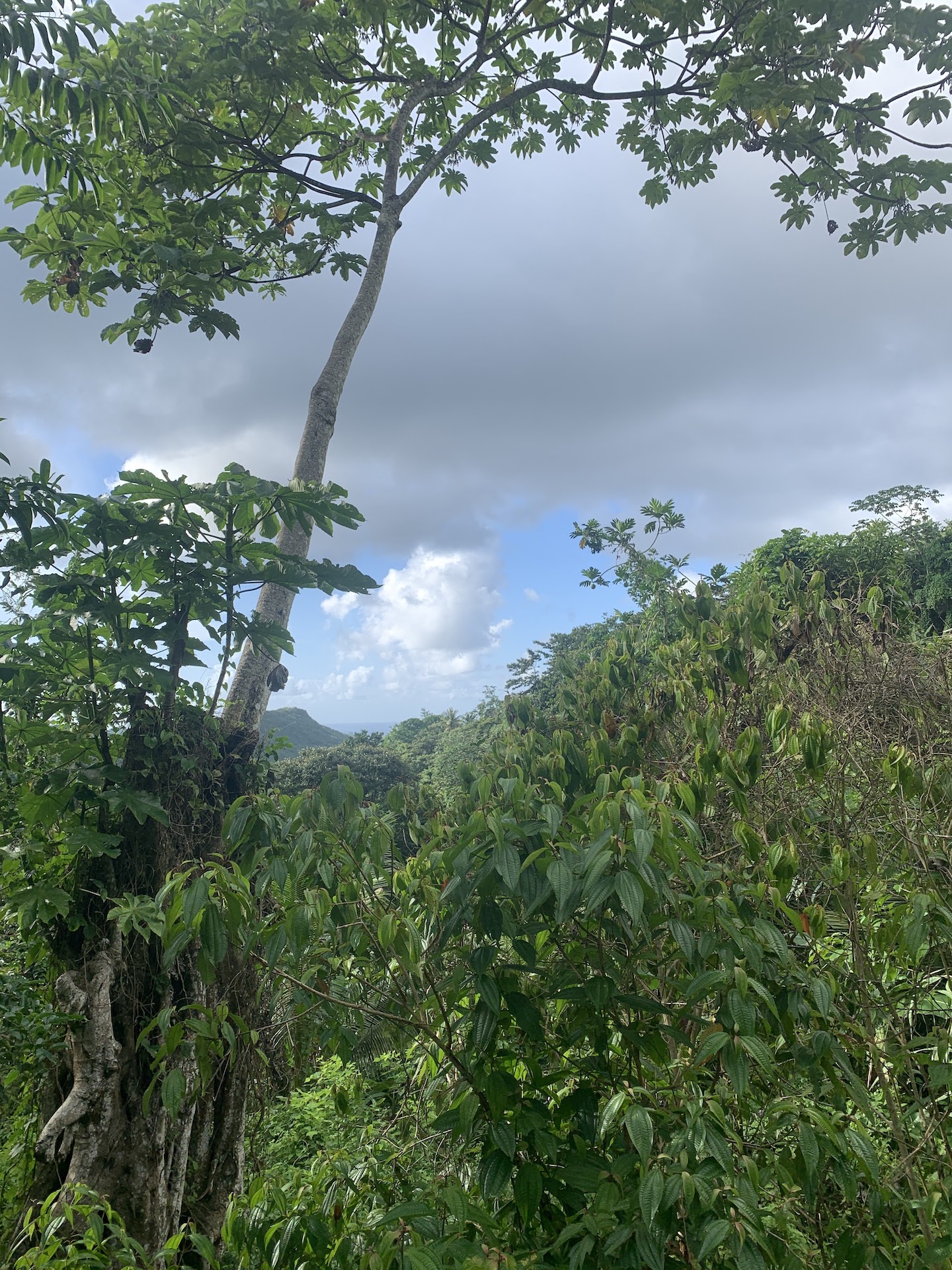 Satellite view of Land for sale in Desrameaux, Gros Islet 6