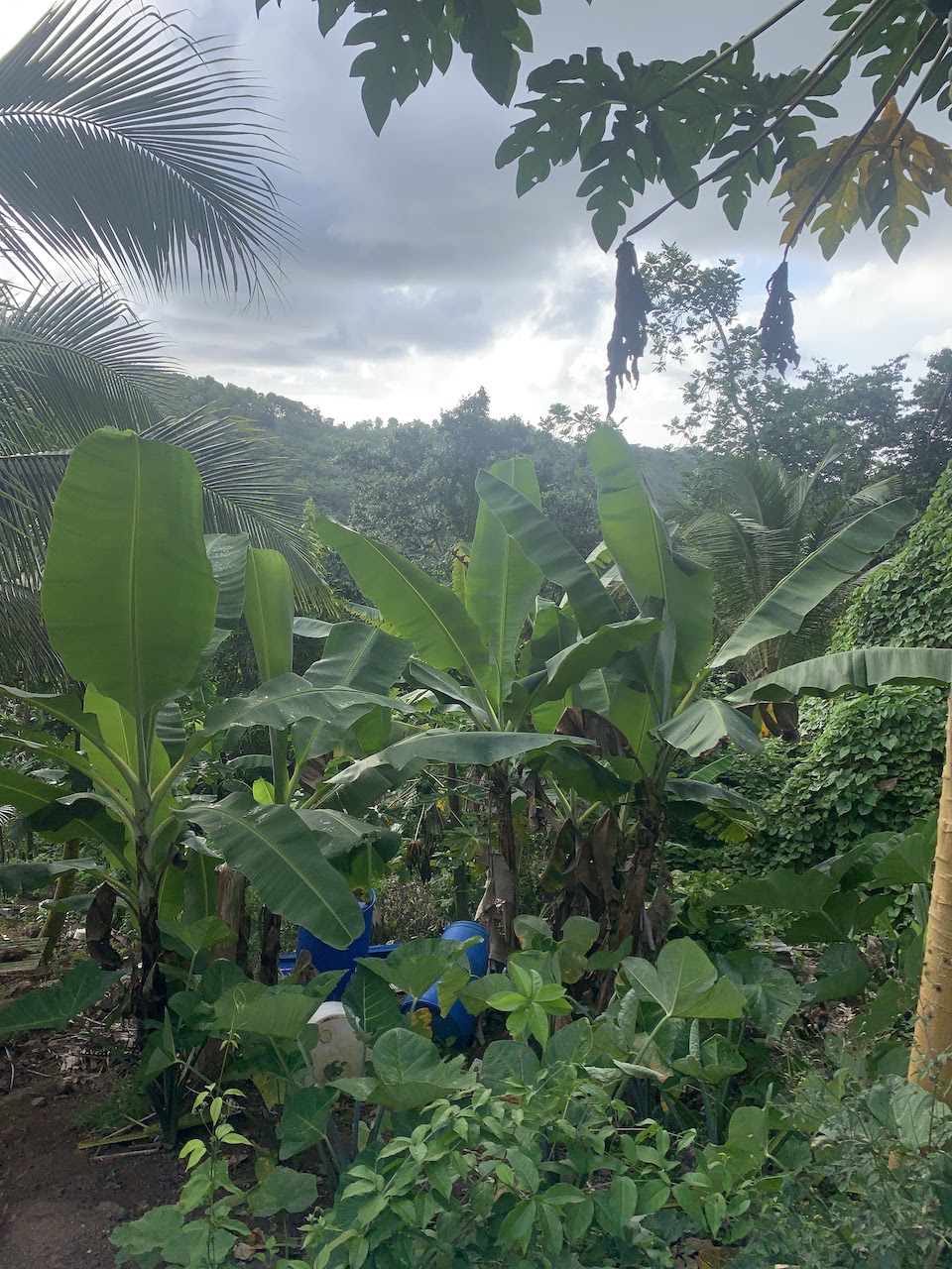 Satellite view of Land for sale in Desrameaux, Gros Islet 5