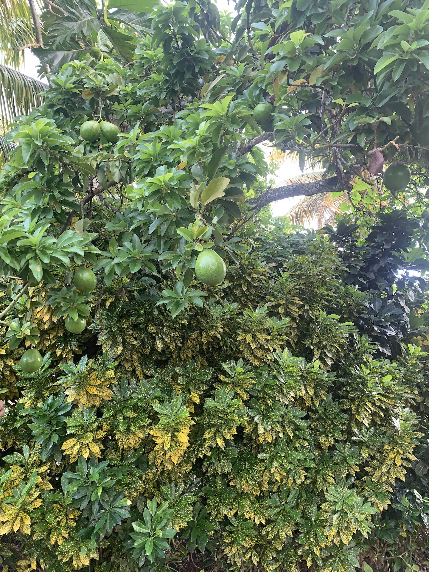 Satellite view of Land for sale in Desrameaux, Gros Islet 4