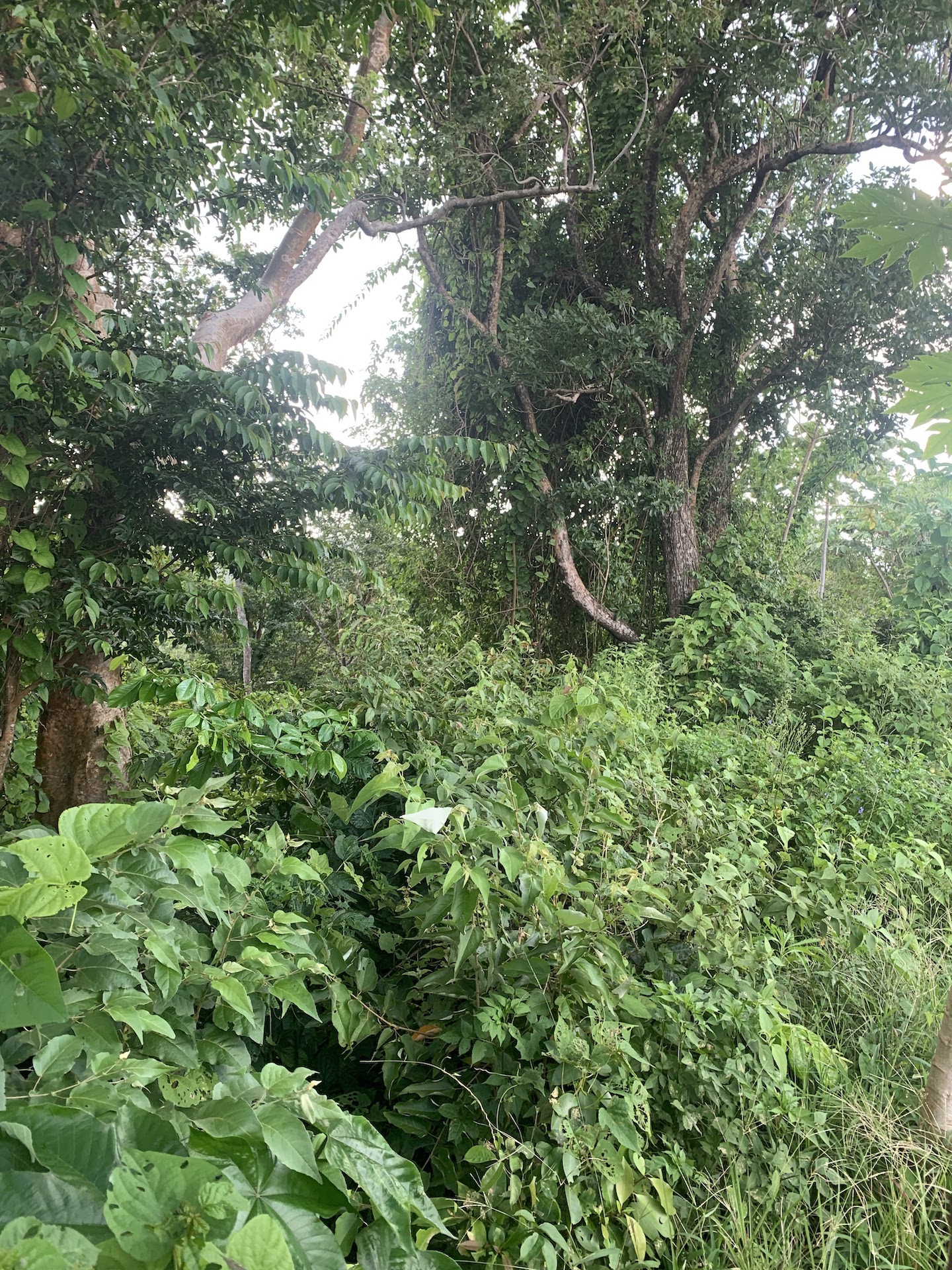 Satellite view of Land for sale in Desrameaux, Gros Islet 3