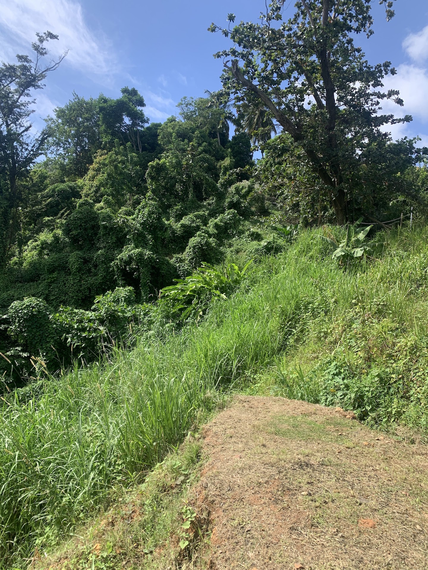 1+ Acre of Land for sale in Ciceron