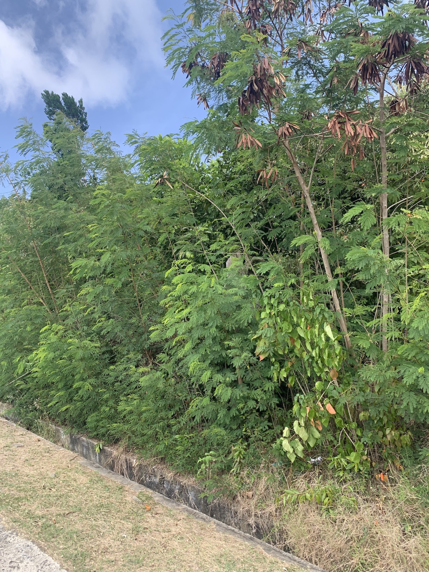 Land for Sale in Established Subdivision in Dennery 3