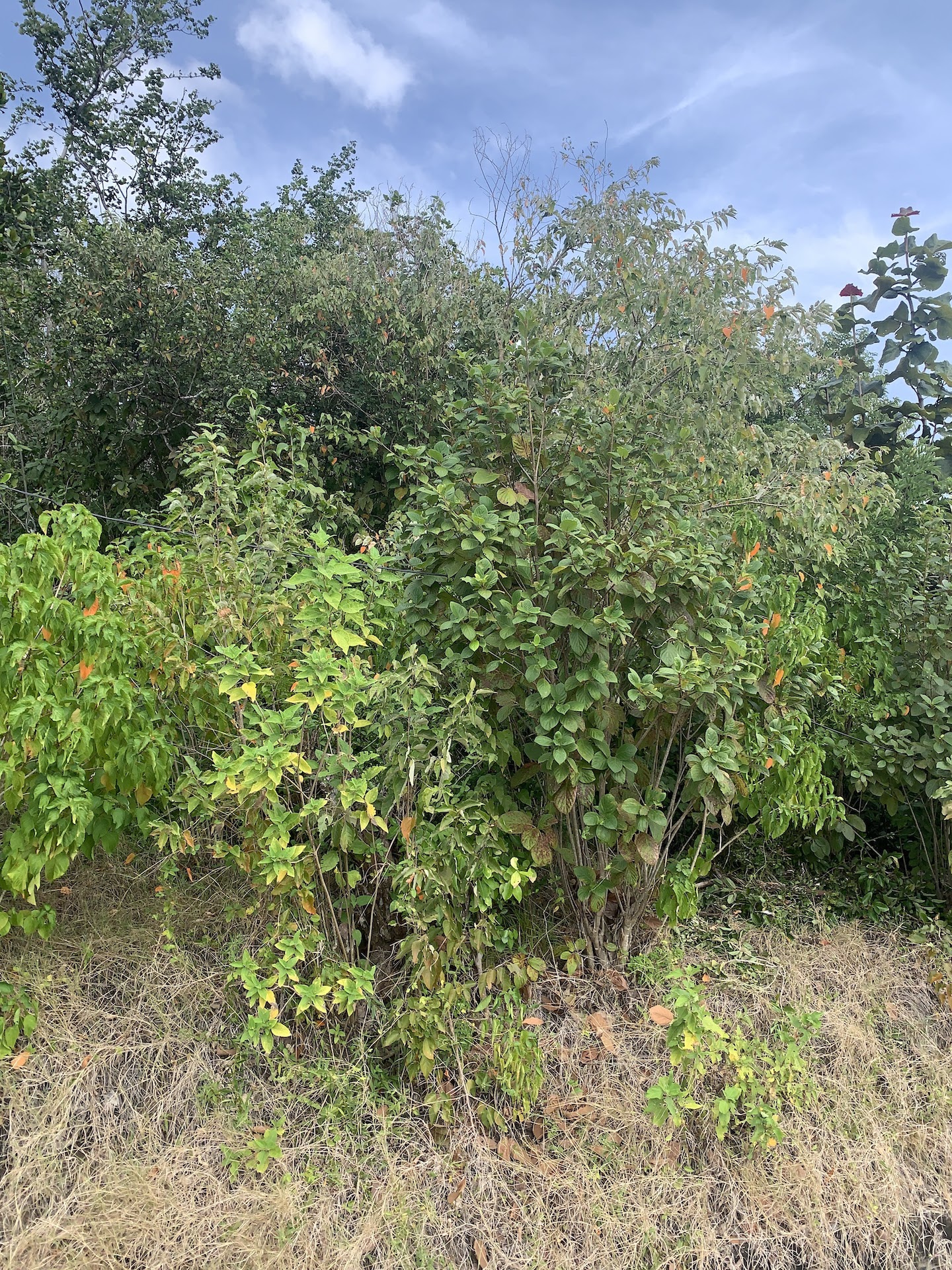 Land for Sale in Established Subdivision in Dennery 2