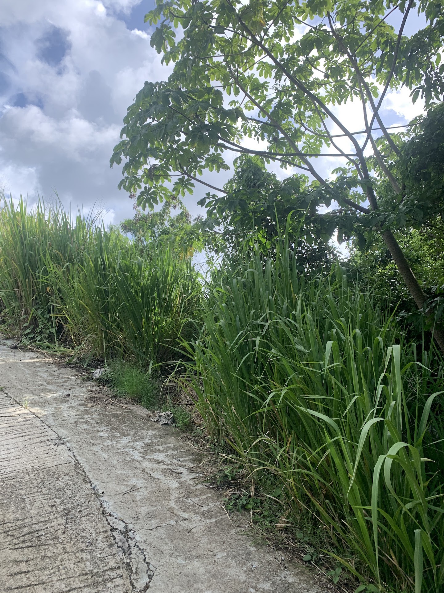 Great Valued Land for sale in Bois D’Orange 4 Great Valued Land for sale in Bois D'Orange 4