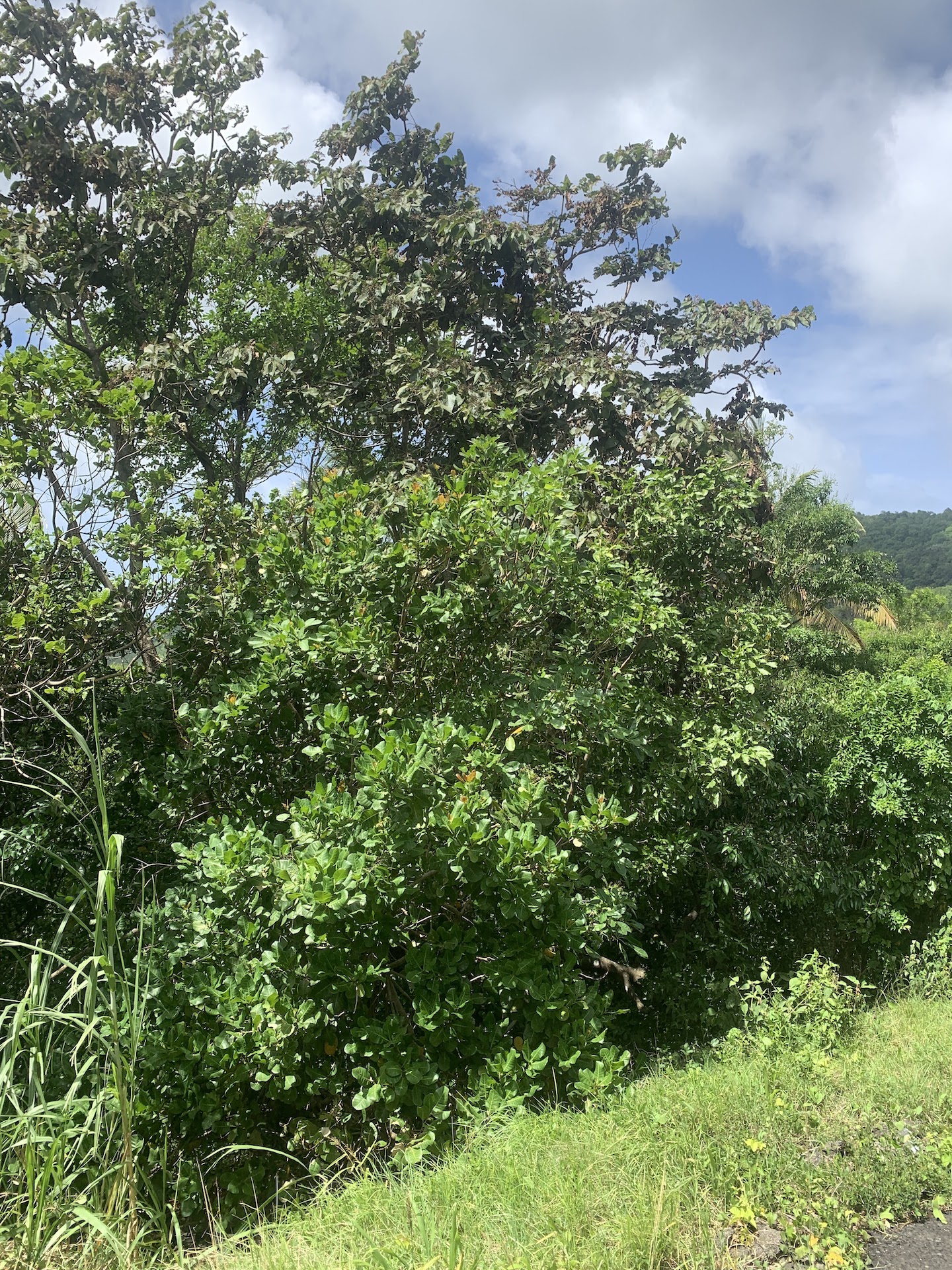 Land For Sale In River Mitant, Dauphin, Saint Lucia