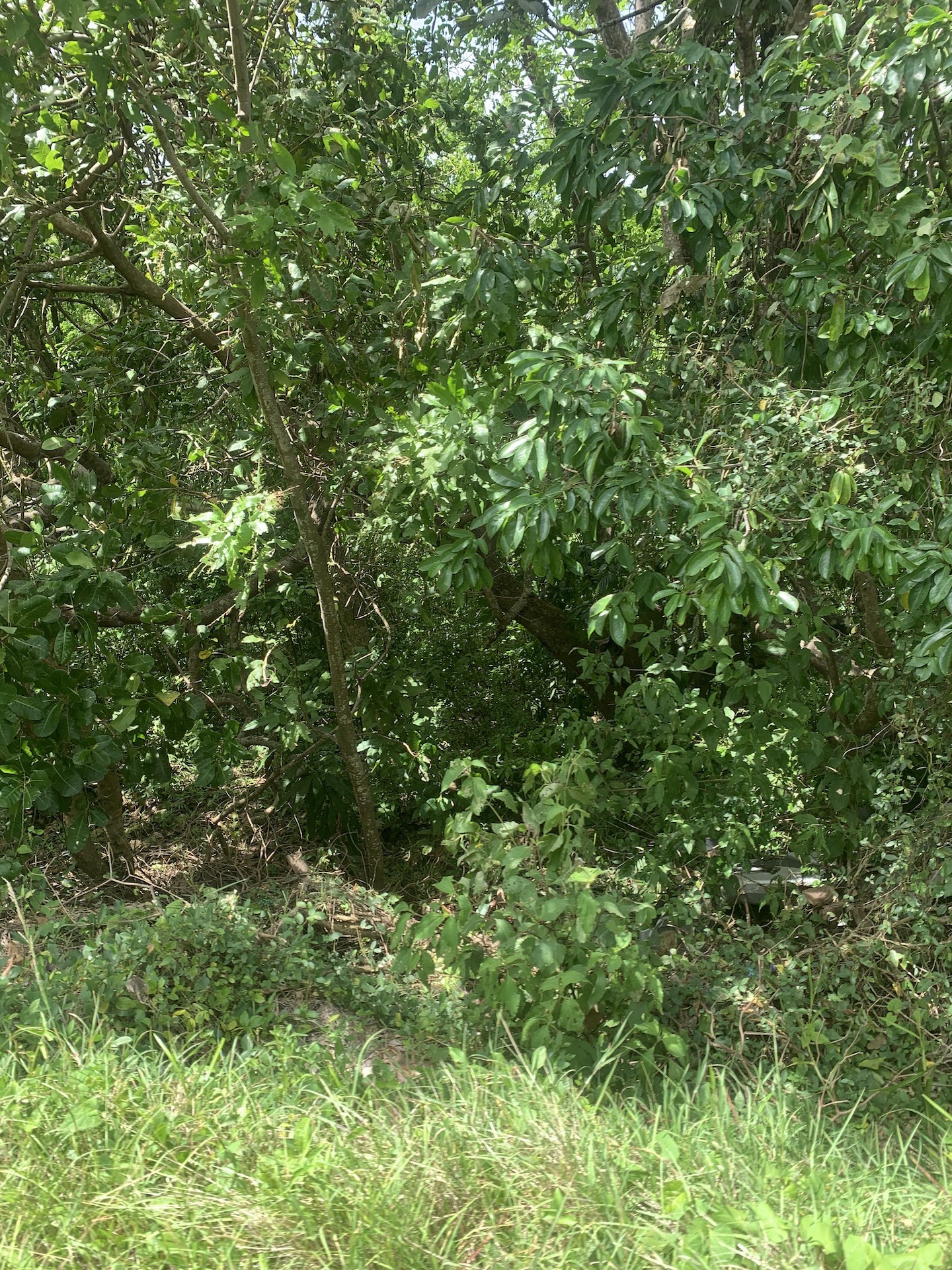 Affordable Land For Sale In River Mitant, Dauphin, Saint Lucia