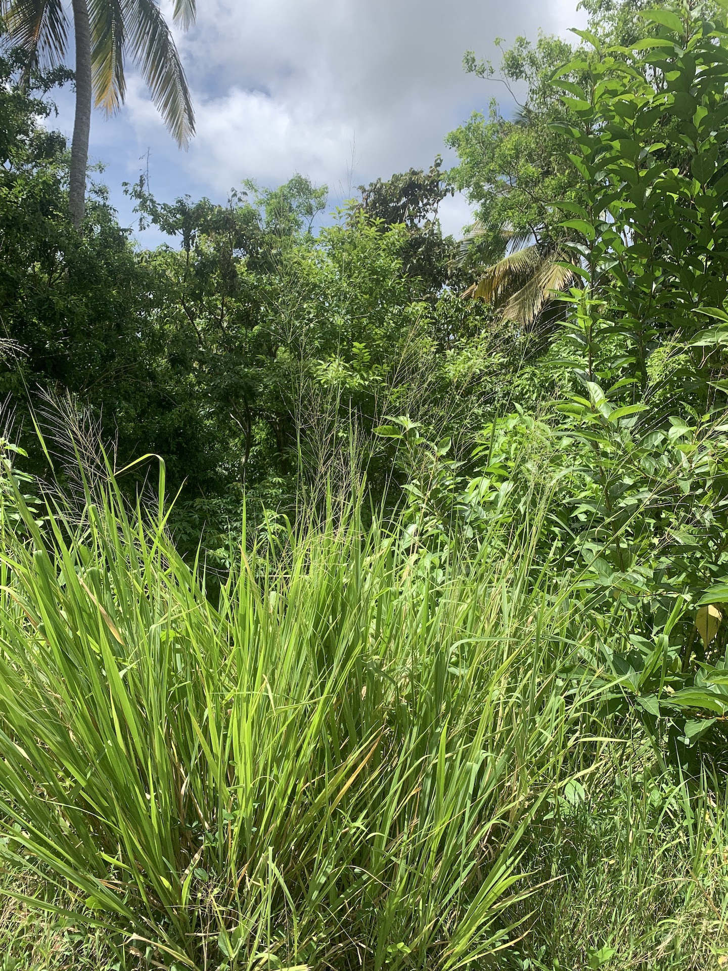 Beautiful Land for Sale in Gated Community located in Monchy, Gros Islet