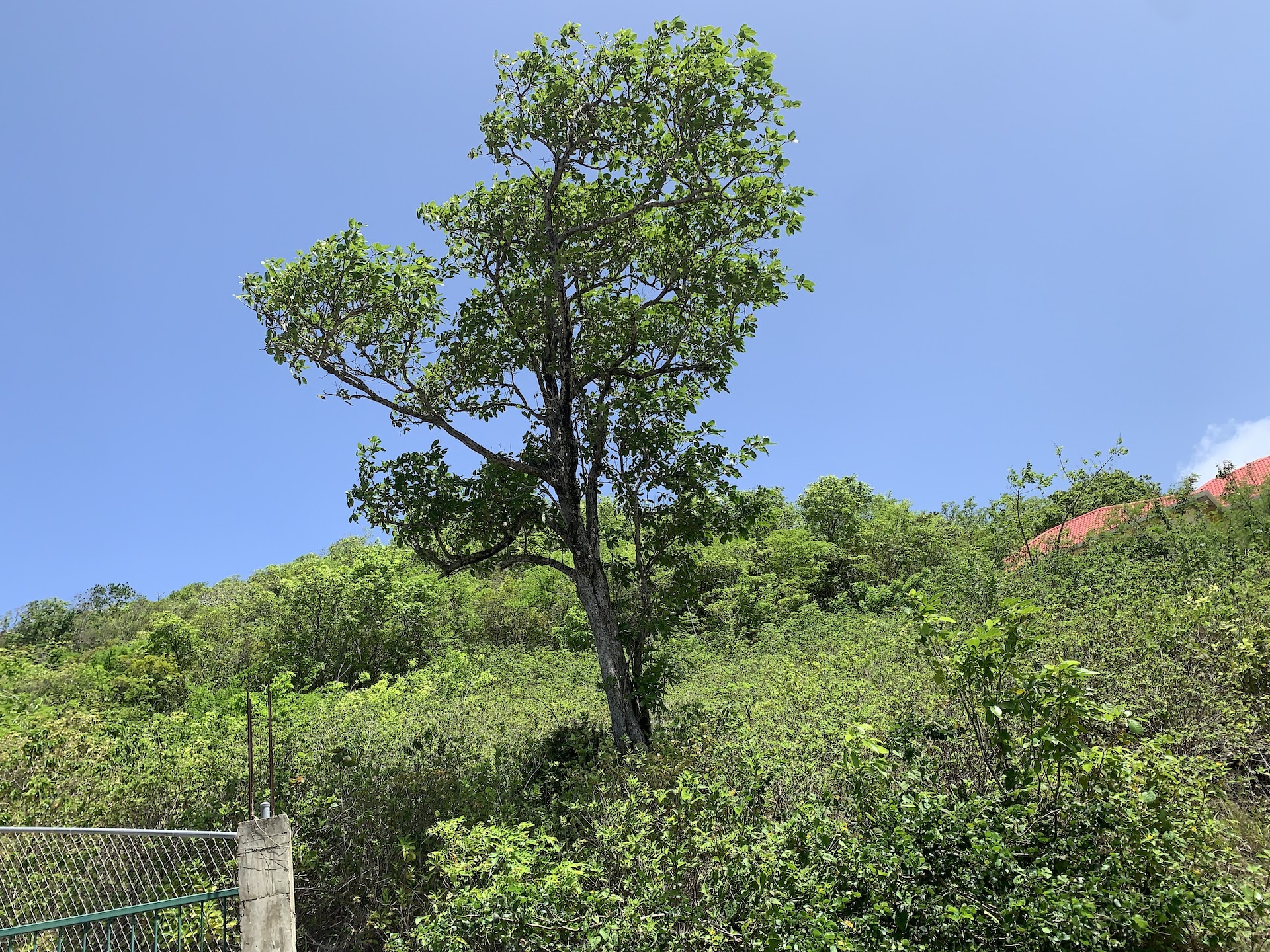 Ocean View Land For Sale in Cas-en-Bas