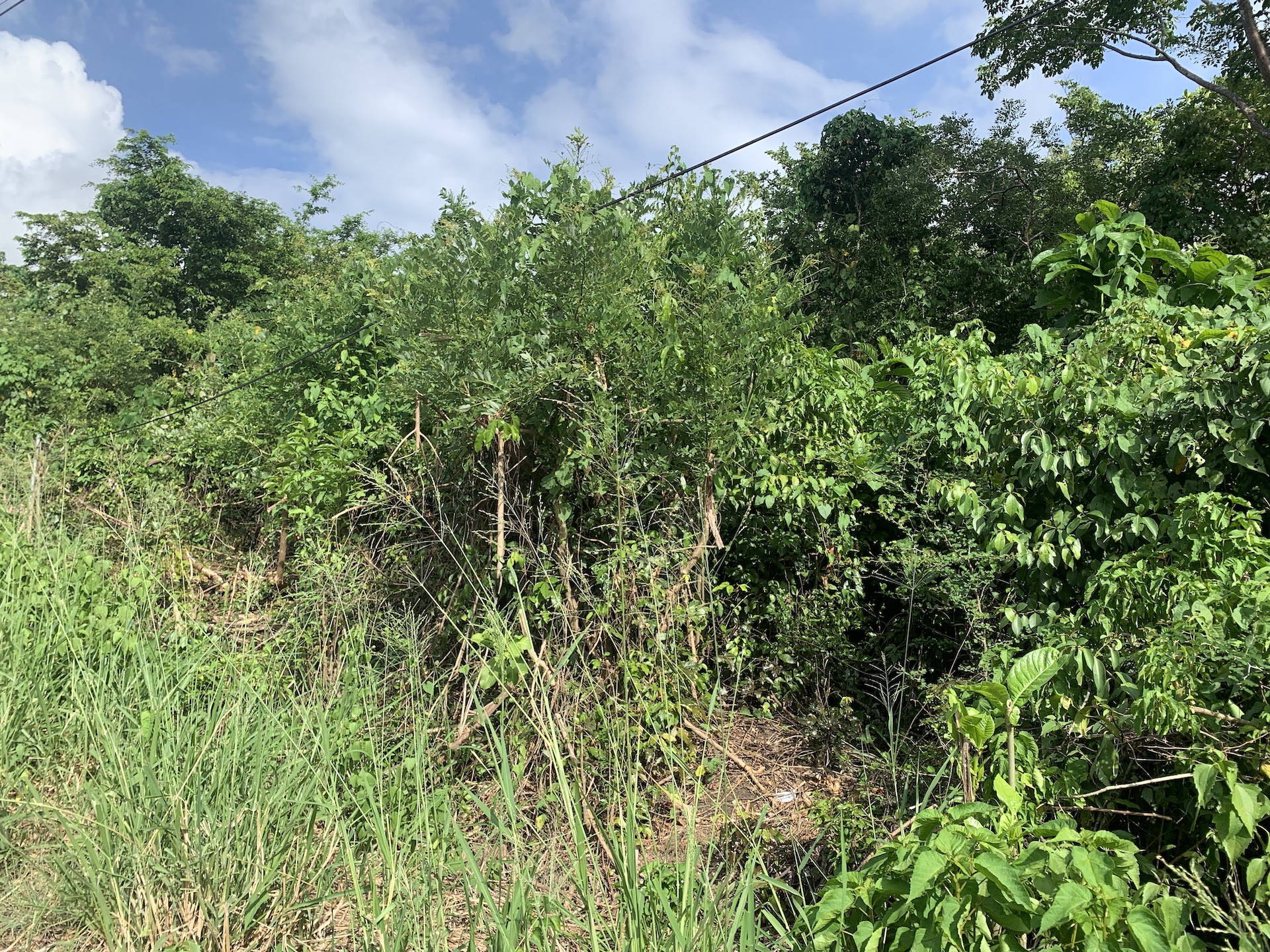 Residential Land For Sale In Laborie, Saint Lucia