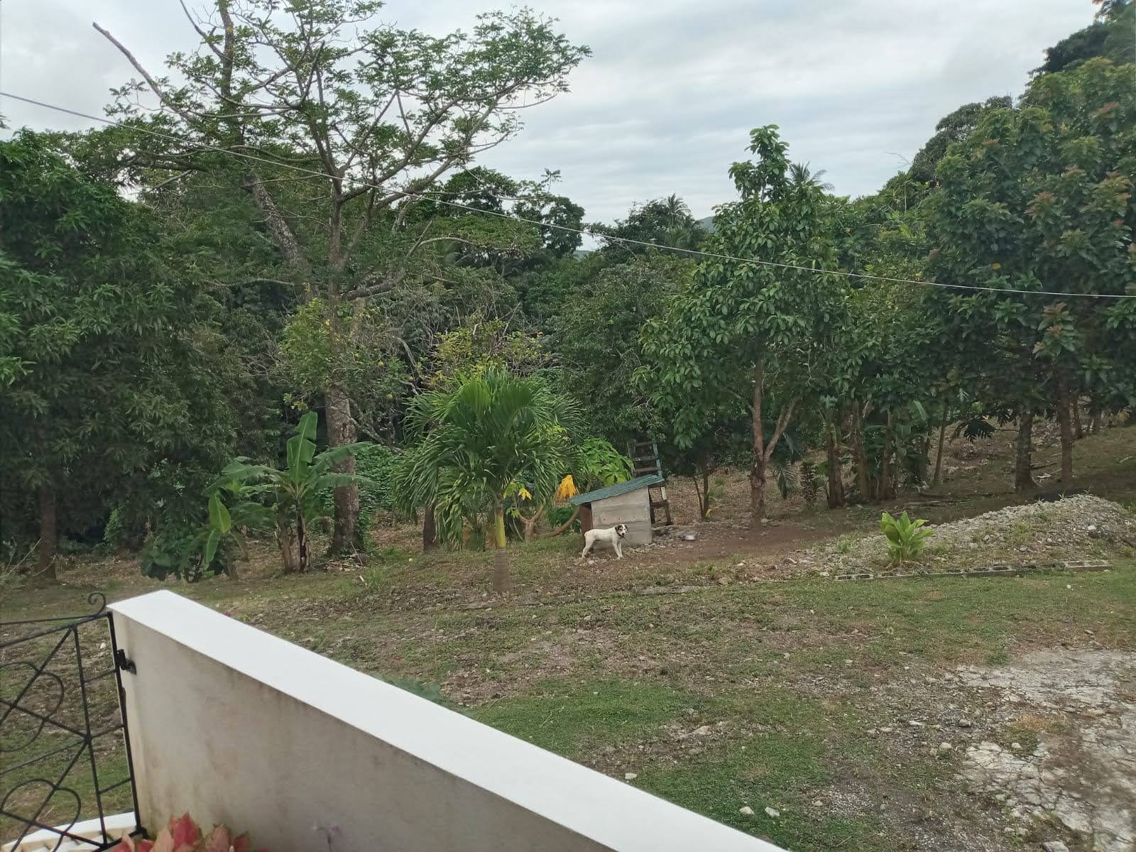 Yard of Home for Sale in Augier, Laborie Saint Lucia Yard of Home for Sale in Augier, Laborie Saint Lucia