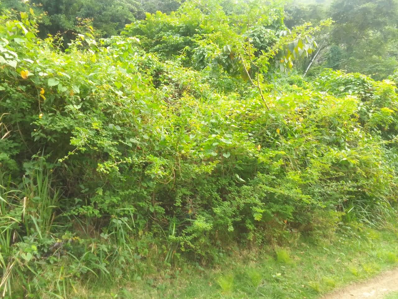 Land For Sale Overlooking Bois D’Orange, Gros Islet 3 Land For Sale Overlooking Bois D'Orange, Gros Islet 3