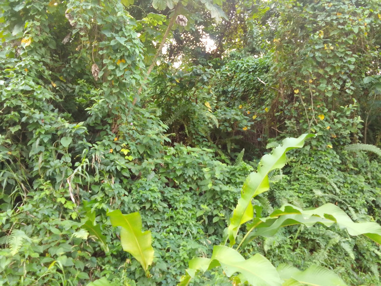 Land For Sale In Anse La Raye, St Lucia