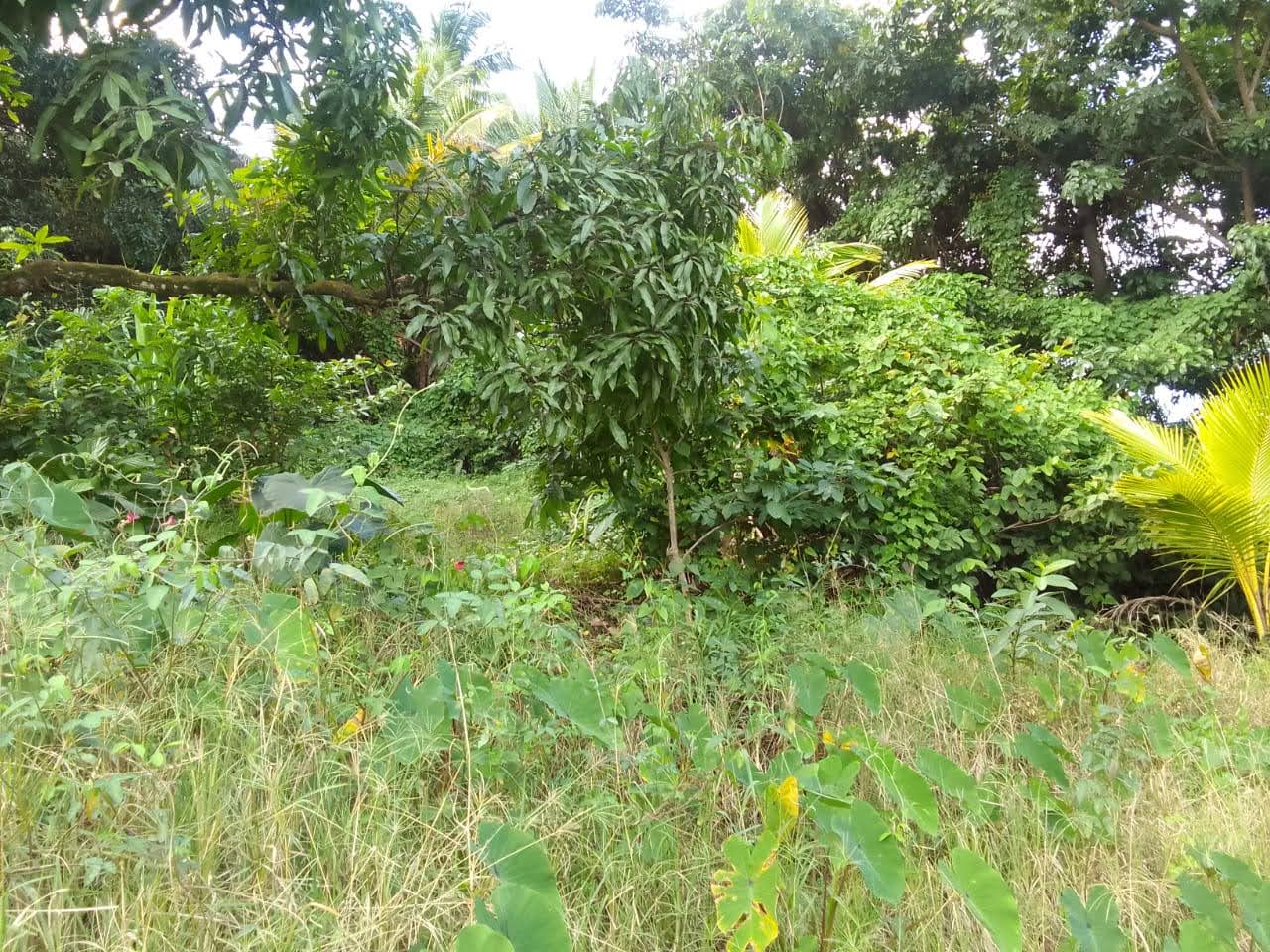 Land For Sale In Quiet Neighbourhood in Anse La Raye, Saint Lucia