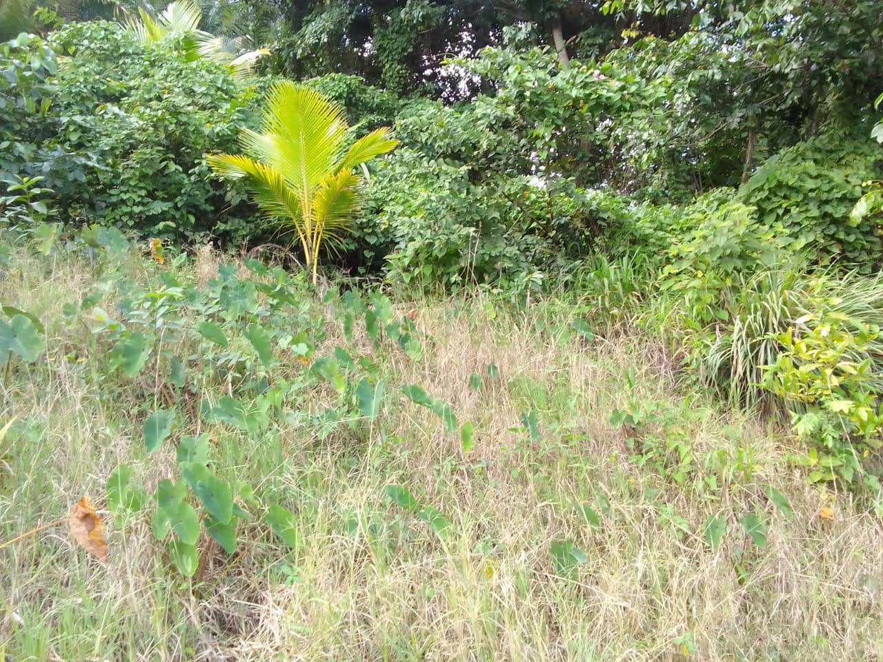 Land For Sale In Quiet Neighbourhood in Anse La Raye