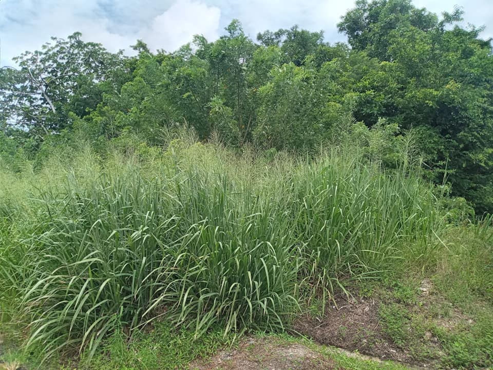 Residential Land For Sale In Balembouche