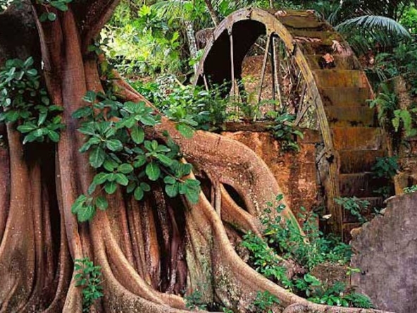 Plantation Ruins in Saint Lucia
