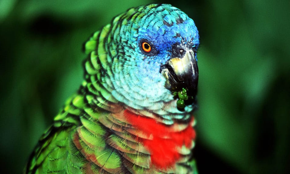 Saint Lucia Parrot