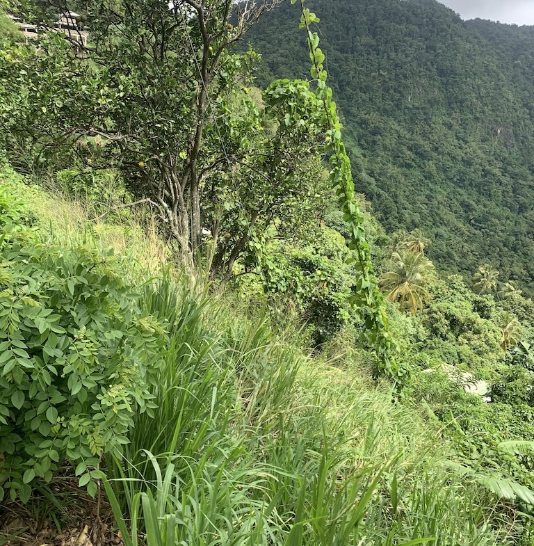 Land for sale in Soufriere - Saint Lucia