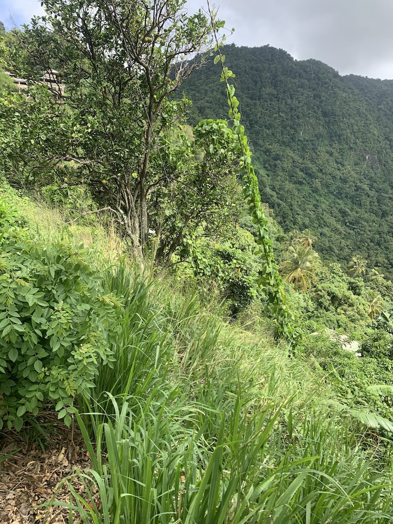 Land for sale in Soufriere – Saint Lucia Land for sale in Soufriere - Saint Lucia