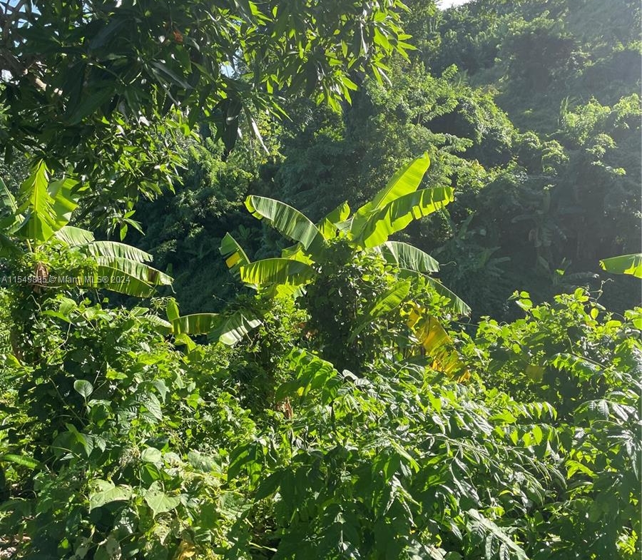 Land for sale near the beach in Hato Mayor, Dominican Republic – photo 5