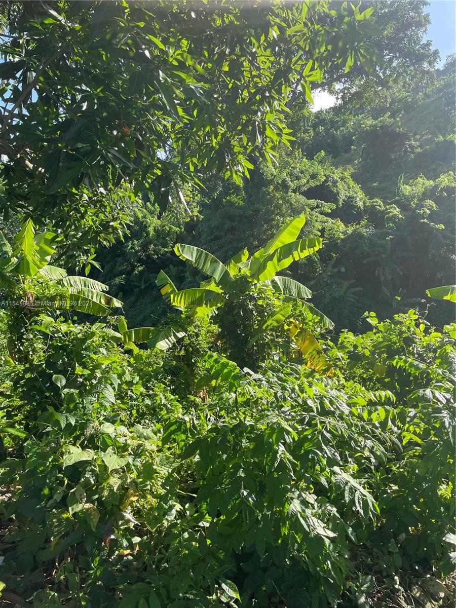 Land for sale near the beach in Hato Mayor, Dominican Republic – photo 5