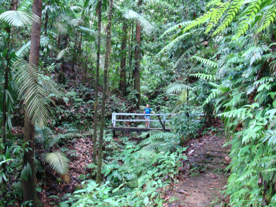 Des Cartiers Rainforest in Saint Lucia